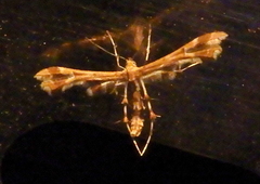 Geina
