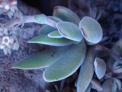 Crassula lanuginosa