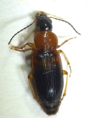Stenolophus teutonus