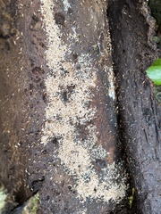 Anoplolepis gracilipes