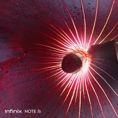 Amorphophallus dracontioides