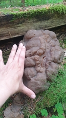 Gyromitra sphaerospora