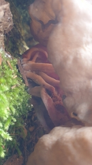 Gyromitra sphaerospora