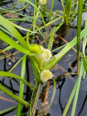 Sparganium hyperboreum