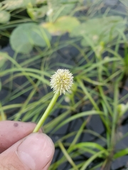 Sparganium hyperboreum