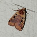Smaller Pinkish Dart - Photo (c) Susan Elliott, some rights reserved (CC BY-NC), uploaded by Susan Elliott
