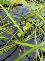 Sparganium hyperboreum