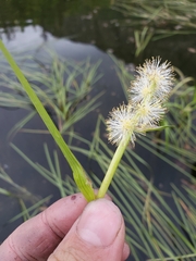 Sparganium hyperboreum