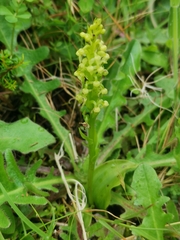 Platanthera pollostantha
