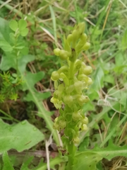 Platanthera pollostantha
