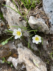 Gagea serotina