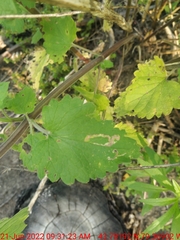 Phytomyza nepetae