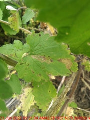Phytomyza nepetae