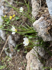 Gagea serotina