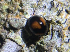 Stethotrypes raffrayi