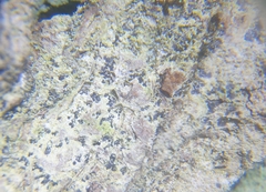 Felipes leucopellaeus