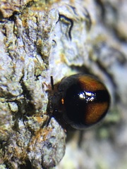 Stethotrypes raffrayi