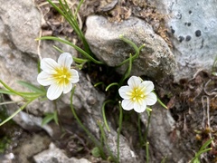 Gagea serotina