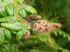 Eriophyes pteridis