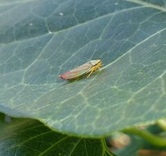 Graphocephala coccinea