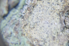 Felipes leucopellaeus