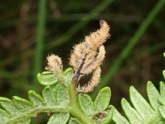 Eriophyes pteridis