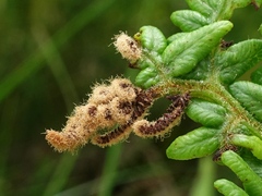Eriophyes pteridis