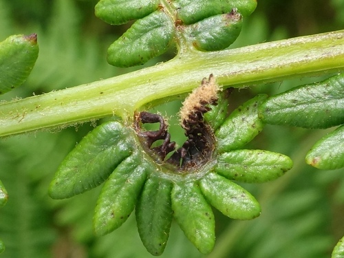Bracken Gall Mite