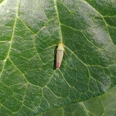 Graphocephala coccinea