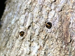 Stethotrypes raffrayi