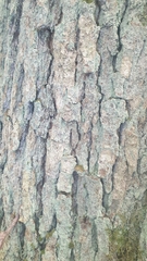 Felipes leucopellaeus