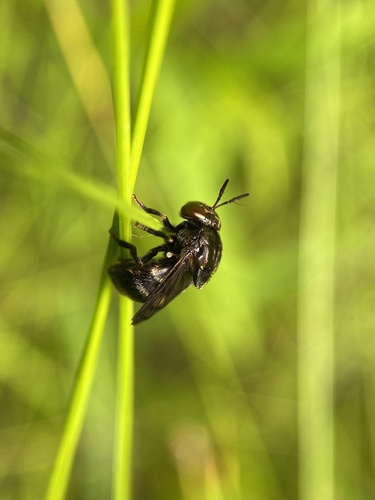 Globular Ant Fly