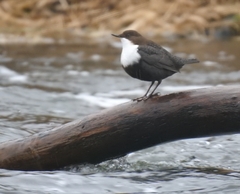 Cinclus cinclus