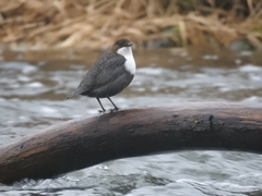 Cinclus cinclus