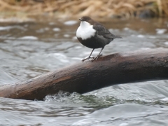 Cinclus cinclus