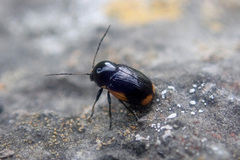 Cryptocephalus moraei