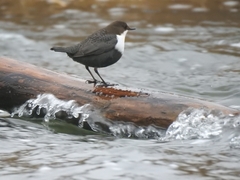 Cinclus cinclus