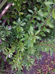 Myricaceae
