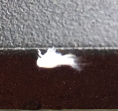 Flatormenis proxima