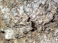 Stethotrypes raffrayi