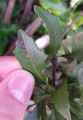 Myricaceae
