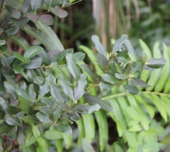 Myrsine cubana