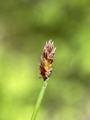 Eleocharis tenuis pseudoptera
