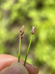 Eleocharis tenuis pseudoptera