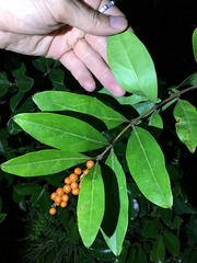 Citharexylum caudatum