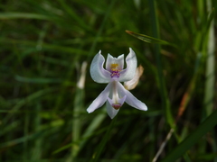Calopogon pallidus