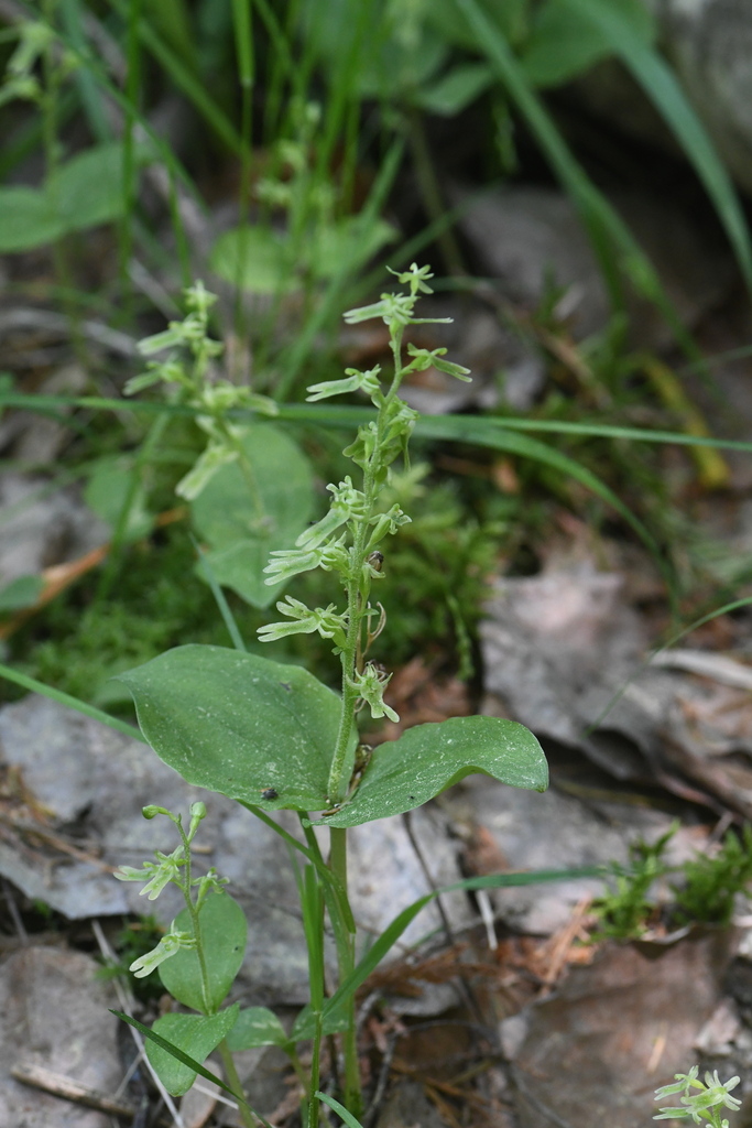 Neottia auriculata