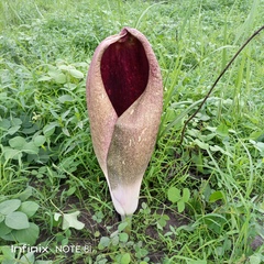 Amorphophallus dracontioides
