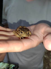 Bufo verrucosissimus