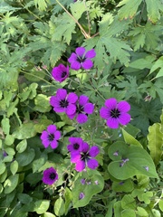 Geranium psilostemon